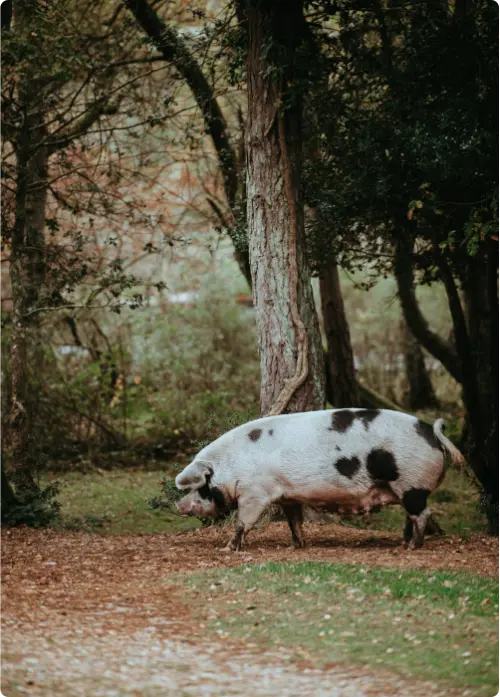 cerdo