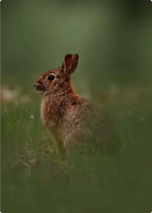conejo